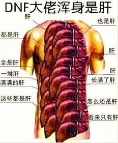 宠物肝肥大,科学治疗是关键。