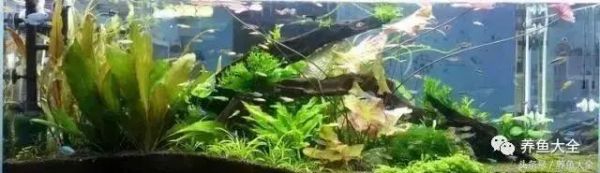 新手学鱼缸造景？这些基础知识要知道！