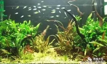 新手学鱼缸造景？这些基础知识要知道！