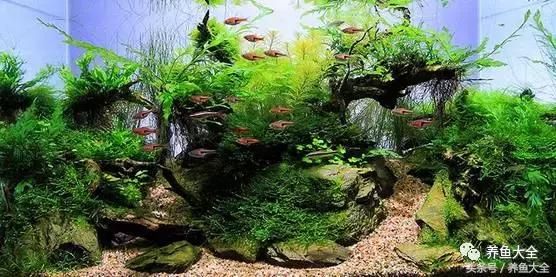 新手学鱼缸造景？这些基础知识要知道！
