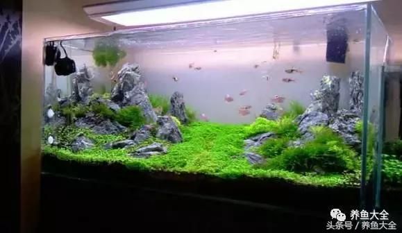 新手学鱼缸造景？这些基础知识要知道！