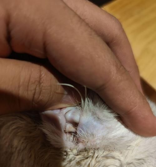 宠物猫咪长耳螨应对攻略（轻松解决猫咪长耳螨问题）