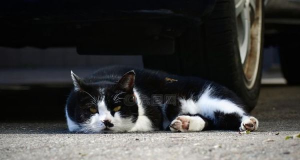 猫咪大小便失禁，如何解决（宠物猫咪也有大小便问题）