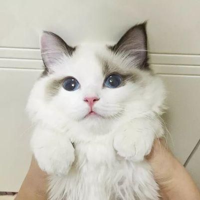 猫咪大小便失禁，如何解决（宠物猫咪也有大小便问题）