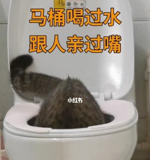 如何让宠物猫咪适应马桶拉屎（15步教你让猫咪从猫砂盆转向马桶）