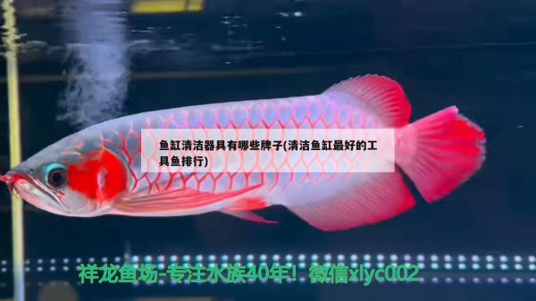 鱼缸清洁器具有哪些牌子(清洁鱼缸最好的工具鱼排行) 慈雕鱼
