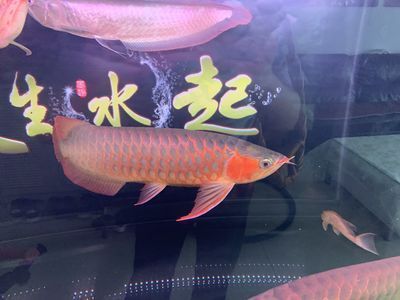 鱼缸清洁鱼缸里的清洁工具有哪些种类：鱼缸清洁工具有哪些种类 鱼缸百科