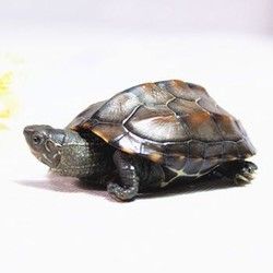 宠物活体乌龟外塘中华草乌龟招财龟水陆观赏龟活体 2-3cm单身一只