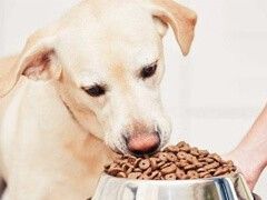 重庆宠物狗笼子 品质优良 价格实惠