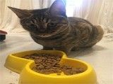 重庆猫粮出售 重庆宠物食品与用品服务品质佳