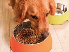 重庆宠物猫软垫 舒适睡眠