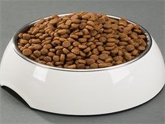 重庆宠物猫服饰 让你的宠物更出众