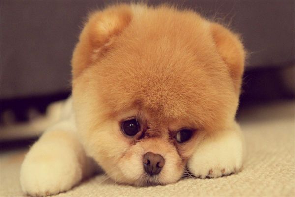 京巴犬吃啥？饮食搭配还是得有一定的注重