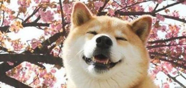 柴犬可以吃什么