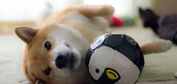 柴犬可以吃什么