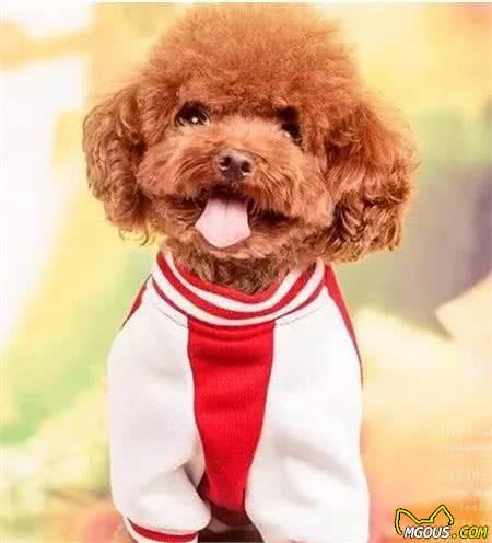 狗狗心里怎么想的！狗狗们有这类心态吗毛孩子心理揭秘