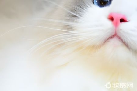 仓鼠养殖场是如何繁殖的