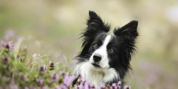 哪种犬类智商（从智商测试到品种特点）