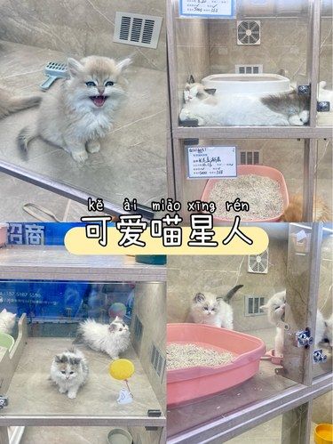 可爱喵星人领养