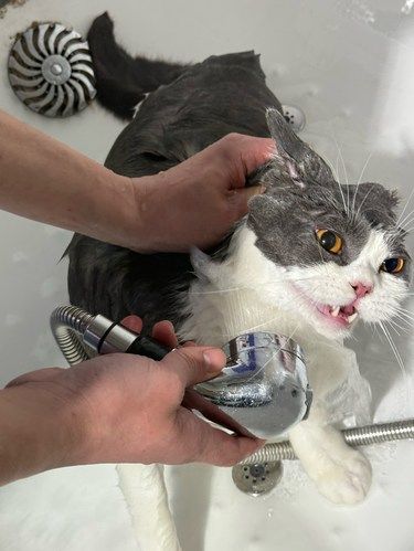 宠物洗澡记