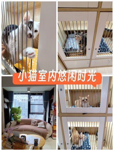 小猫室内悠闲时光