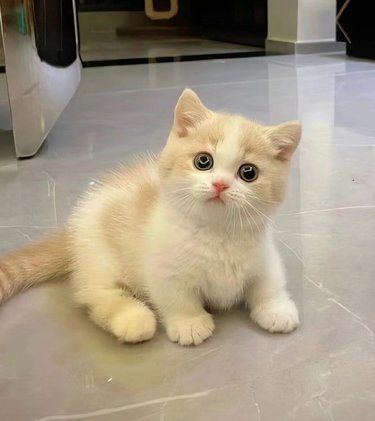 猫猫：可爱温顺，与你相伴每一天