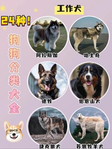 24 种狗狗分类大揭秘