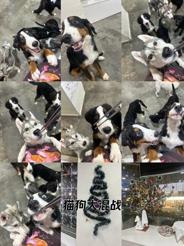广州狗咖探店‼️真的太有趣了