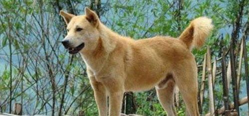 大型宠物狗品种盘点，中国土狗品种大揭秘！
