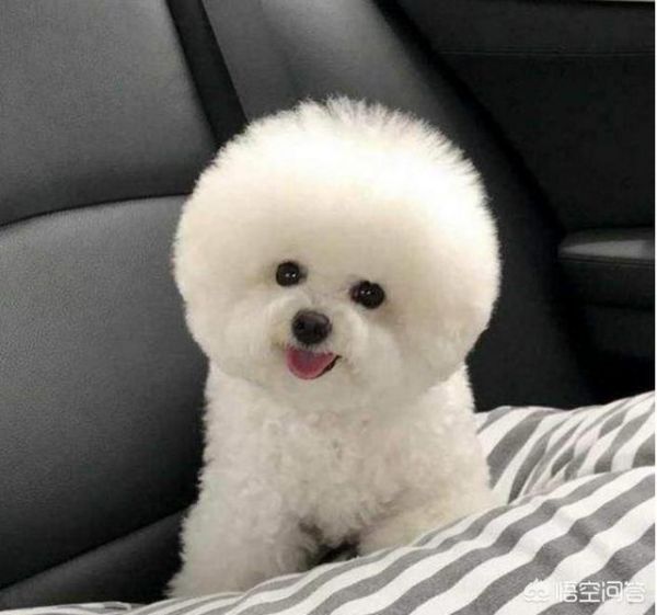 宠物狗狗品种大全（宠物狗狗品种图片大全排名）-第6张图片