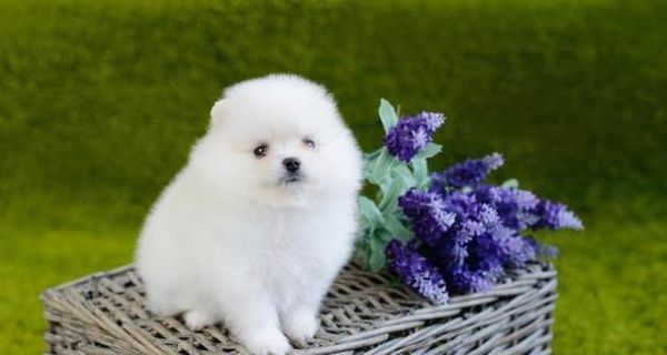 了解博美狗狗品种大全