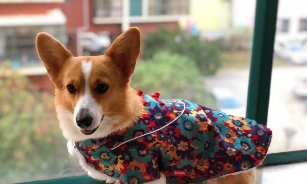 狗狗衣服制作指南（为你的爱宠量身定制温暖舒适的衣服）