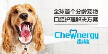 宠物口腔，健康从齿开始