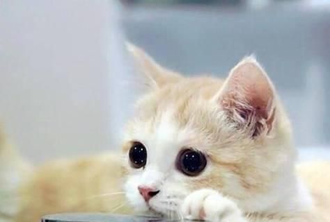 小猫为什么喜欢喝酸奶（探究宠物喜好和饮食习惯）