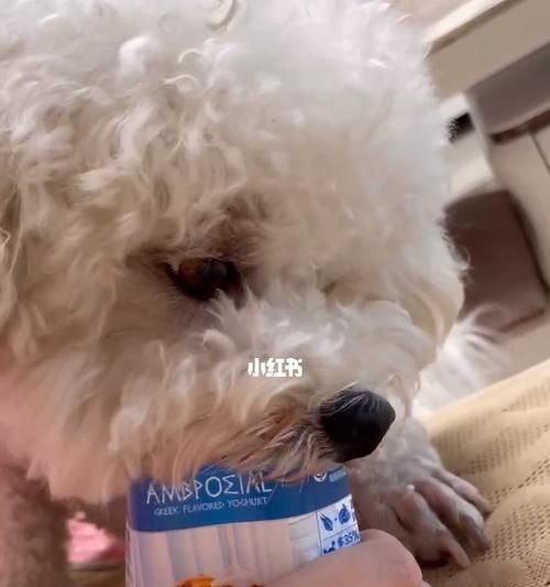 宠物猫咪喝酸奶拉肚子（探究酸奶对猫咪的影响及预防措施）