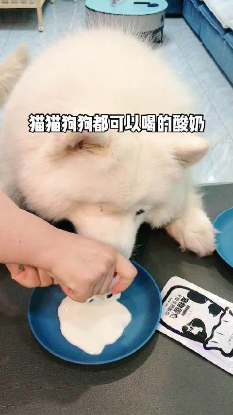 家有萌宠 毛孩子的专属酸奶，好喝营养又补充水分……