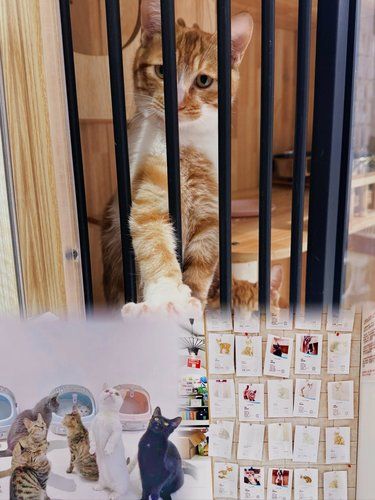 铲屎官必来！给家里猫主子来个最愉悦的体验！