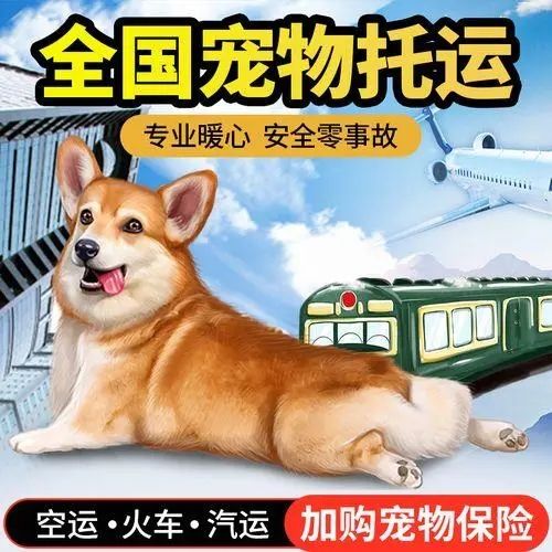 淮北 狗狗托运 靠谱 狗托运
