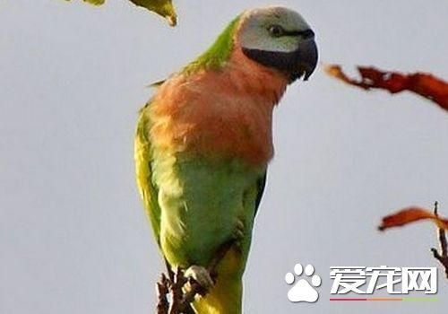 大绯胸鹦鹉说话能力 最佳的学语期是变嘴期