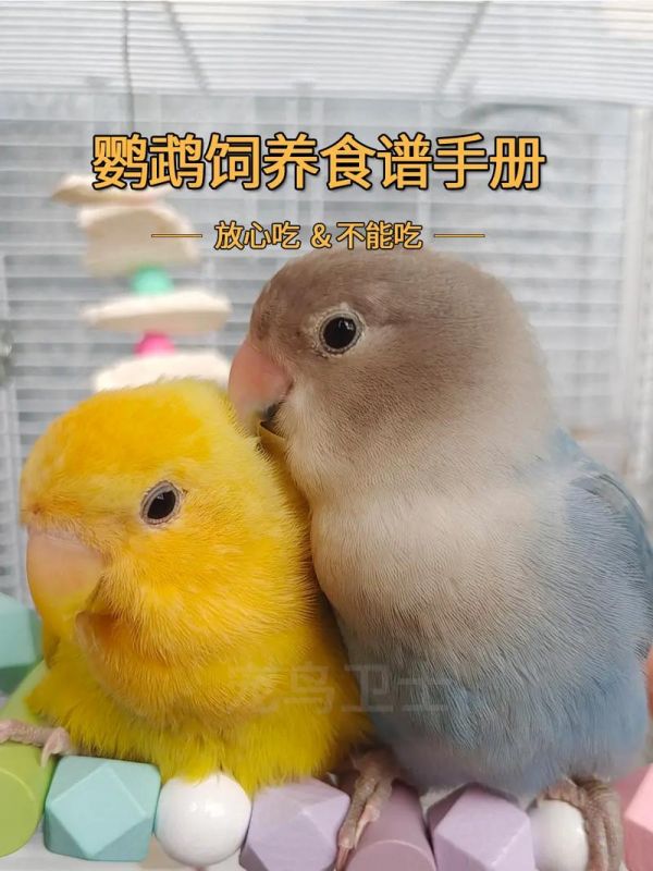 鹦鹉吃什么能说话呢-鹦鹉吃什么能说话呢视频