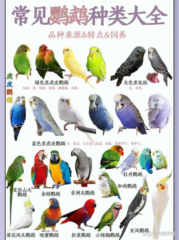 鹦鹉吃什么能说话呢-鹦鹉吃什么能说话呢视频