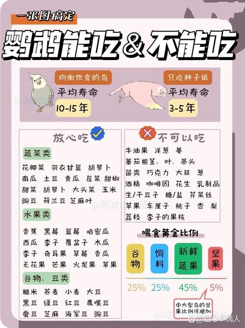 鹦鹉吃什么能说话呢-鹦鹉吃什么能说话呢视频