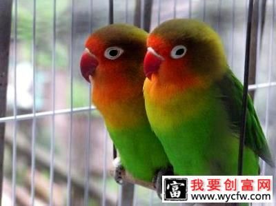 牡丹鹦鹉会说话吗