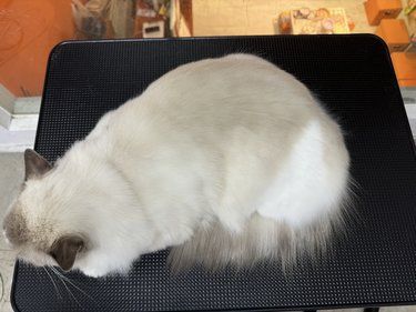 猫咪深层洗