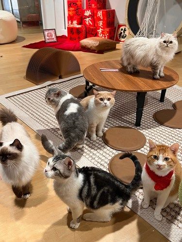 中山最暖心的猫咖！都是被救助的小喵