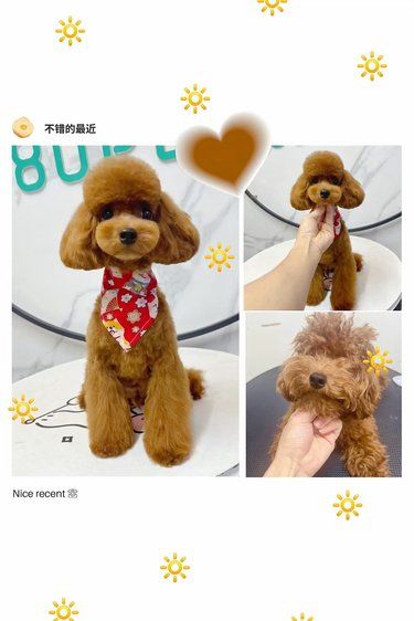 在宠物店上班的第117天