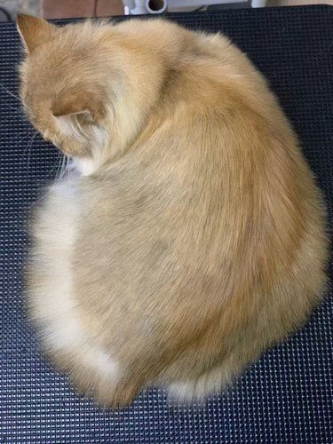 把猫洗成这样？！
