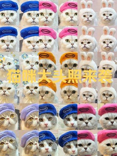 猫咪头像大集合～洗澡还有写真拍[点赞]