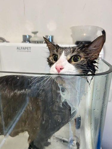 这去油效果也太赞了叭小油猫秒变蓬松