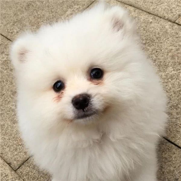 狗狗有泪痕，多半是这7个原因引起的!